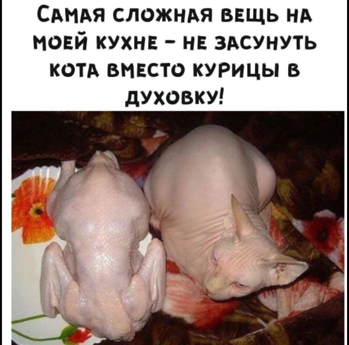 САМАЯ сложндя ввщь нд моей кухня нв здсунуть котА вмвсто курицы в духовку