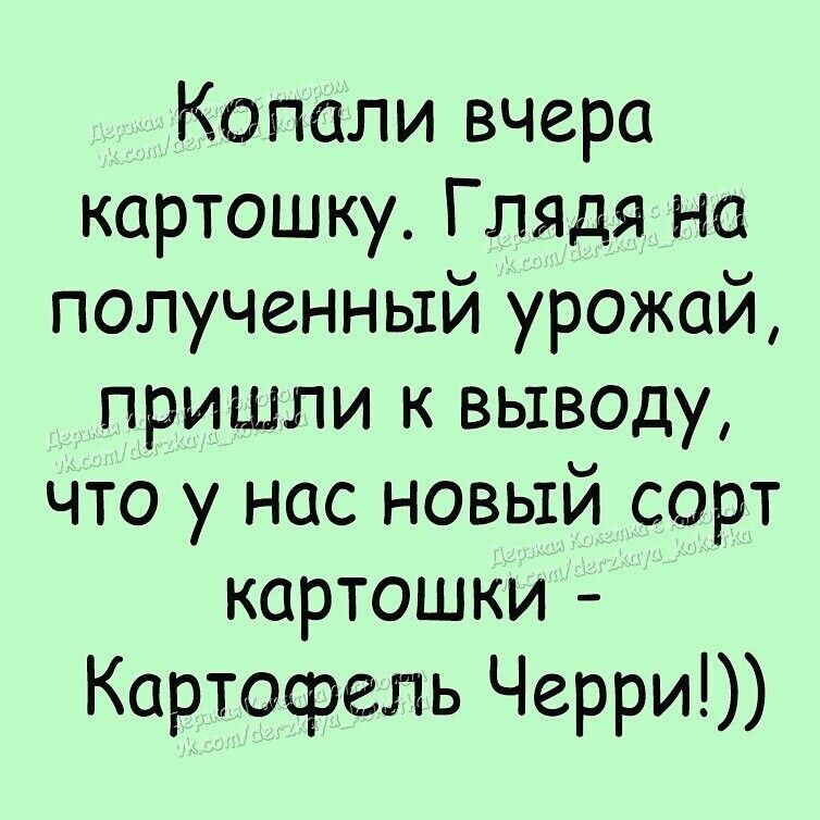 Копали вчера картошку Глядя на полученный урожай пришли к выводу что у нас новый сорт картошки Картофель Черри