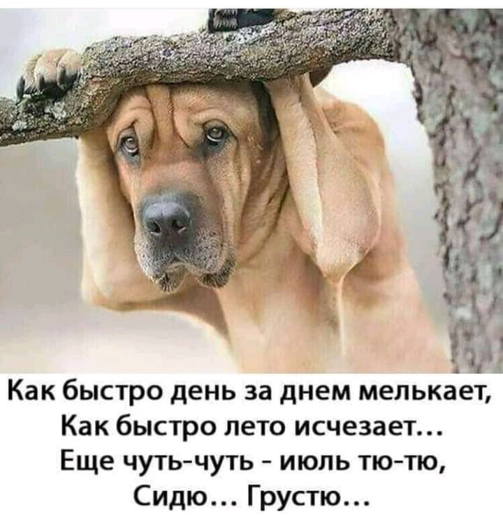 Как быстро день за днем мелькает Как быстро лето исчезает Еще чутьчуть июль тю тю Сидю Грустю