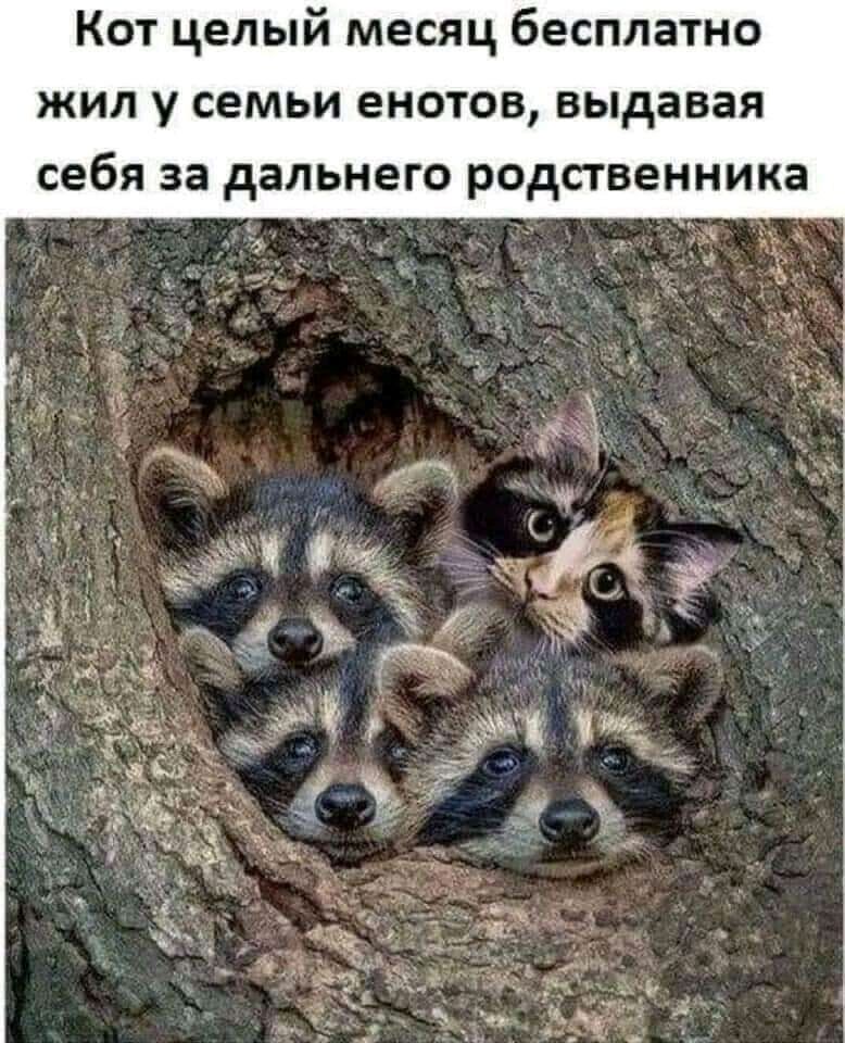 Кот целый месяц бесплатно жил у семьи енотов выдавая ка