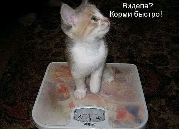 Видела Корми быстроі