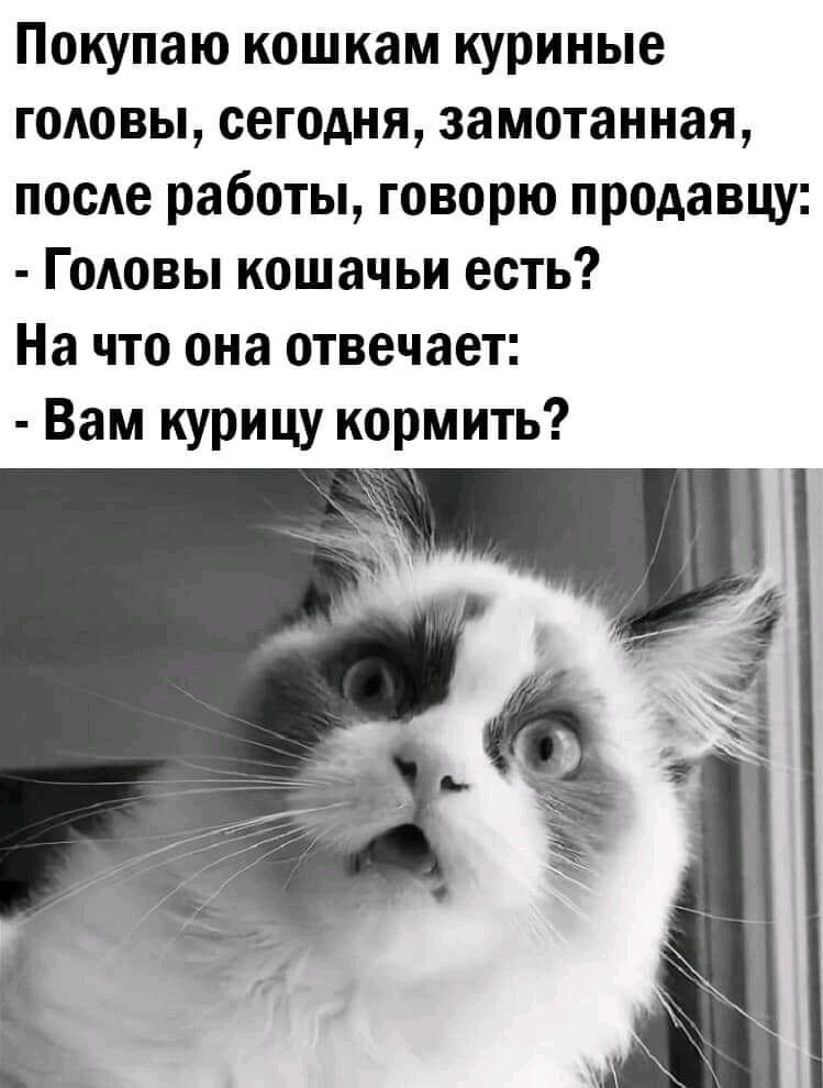 Покупаю кошкам куриные ГОАОВЫ сегодня замотанная посАе работы говорю продавцу ГОАОВЫ кошачьи есть На что она отвечает Вам курицу кормить