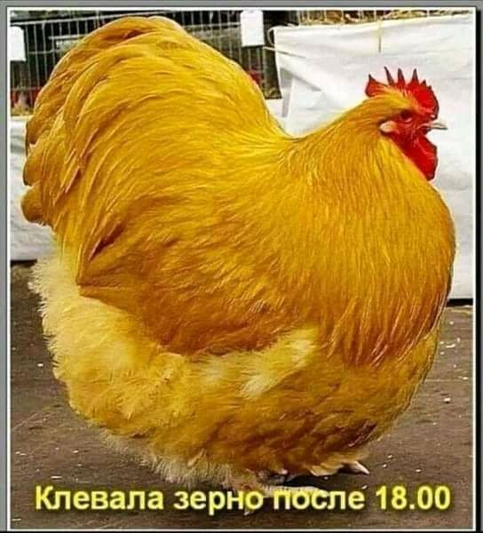 9 _1 _ бтевала зернртёле 1300