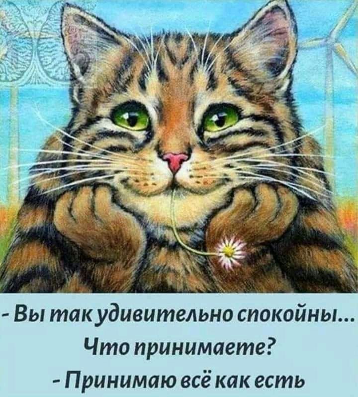 Вы такудивительно спокойны Что принимаете Принимаю всё как есть