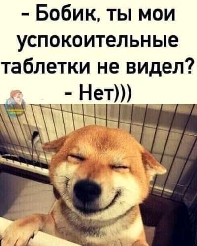 Бобик ты мои успокоительные таблетки не видел