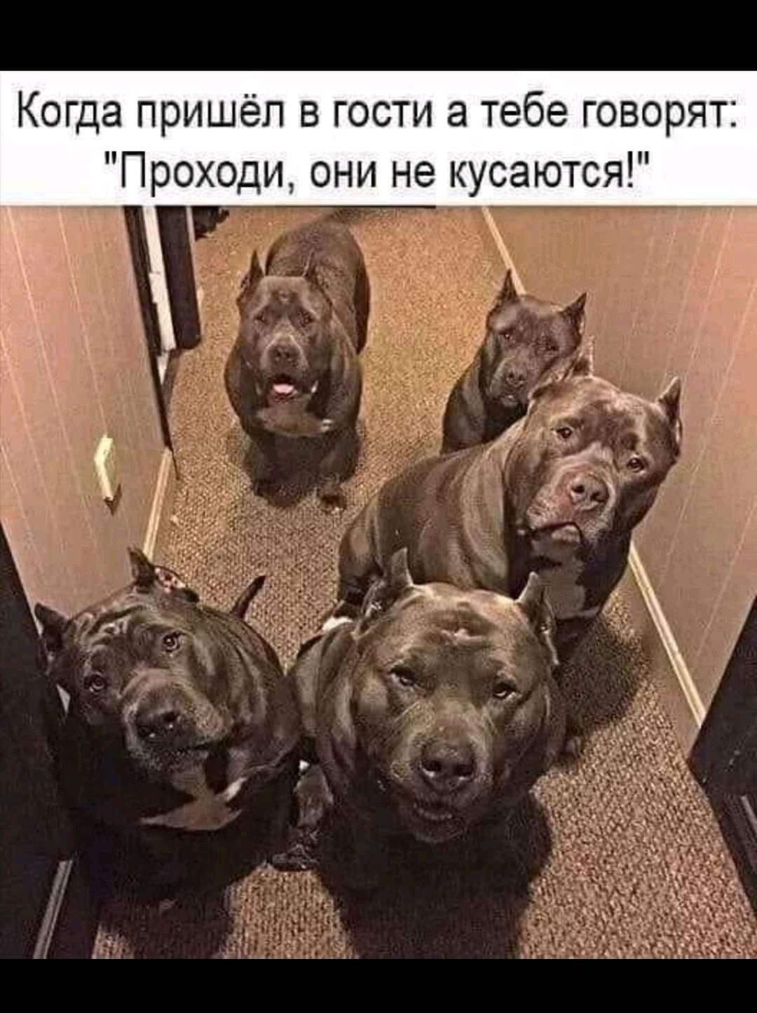 Когда пришёл в гости а тебе говорят Проходи они не кусаются г
