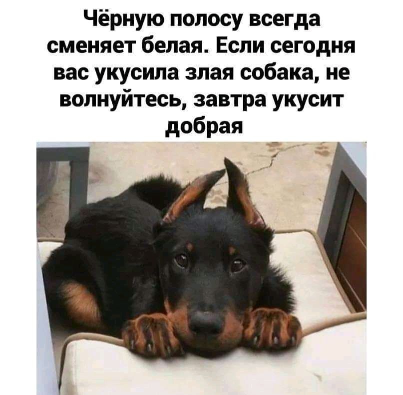 Чёрную полосу всегда сменяет белая Если сегодня вас укусила злая собака не волнуйтесь завтра укусит добрая
