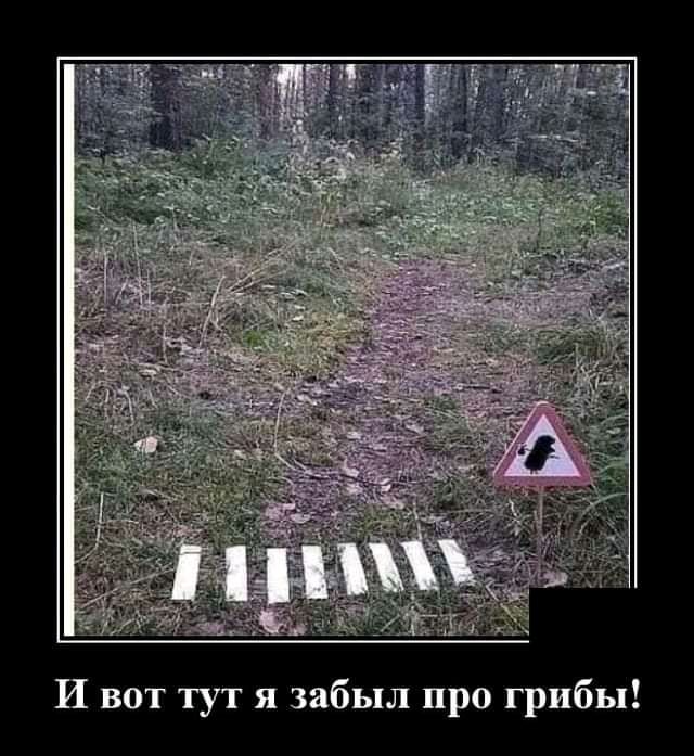 И вот тут я забыл про грибы