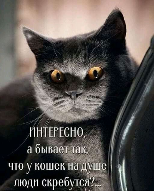 люди скребут