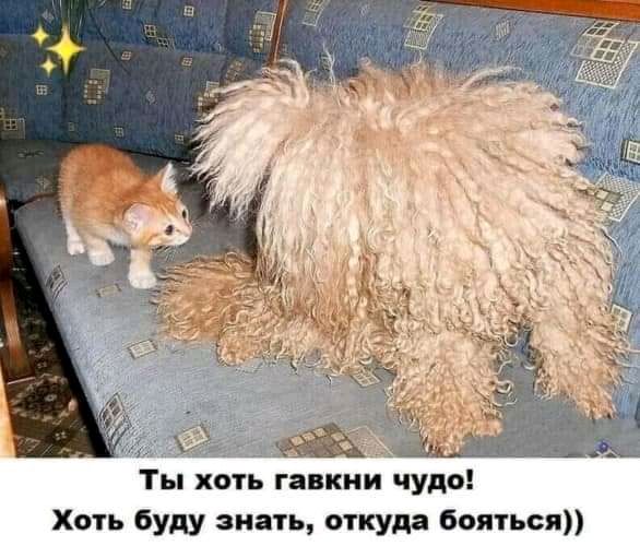 Ты хоть гавкии чудо Хоть буду знать откуда бояться