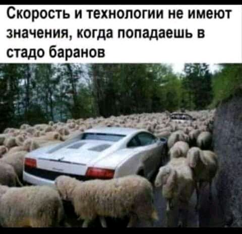 Скорость и технологии не имеют значения когда попадаешь в стадо баранов
