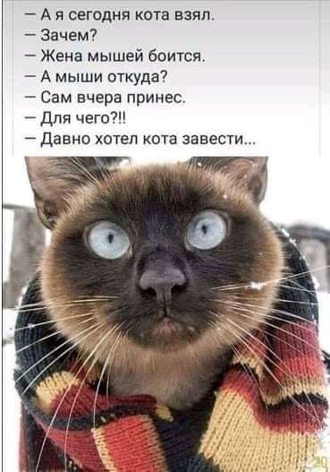 А я сегодня кота взял Зачем Жена мышей боится А мыши откуда Сам вчера принес Для чего Давно хотел кота завести