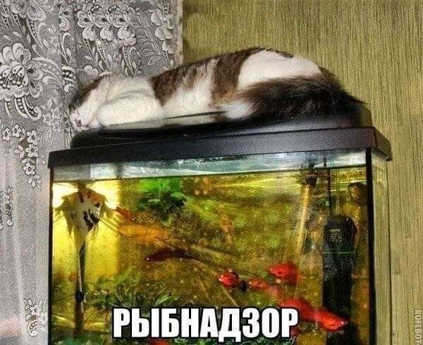 Ждёгывшдзйв