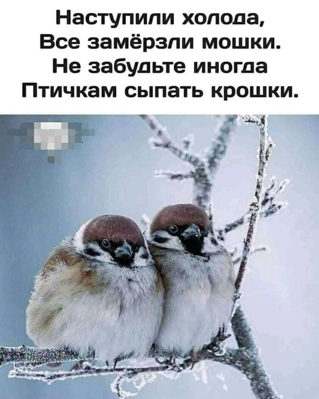 Наступили холода Все замёрзли мошки Не забудьте иногда Птичкам сыпать крошки