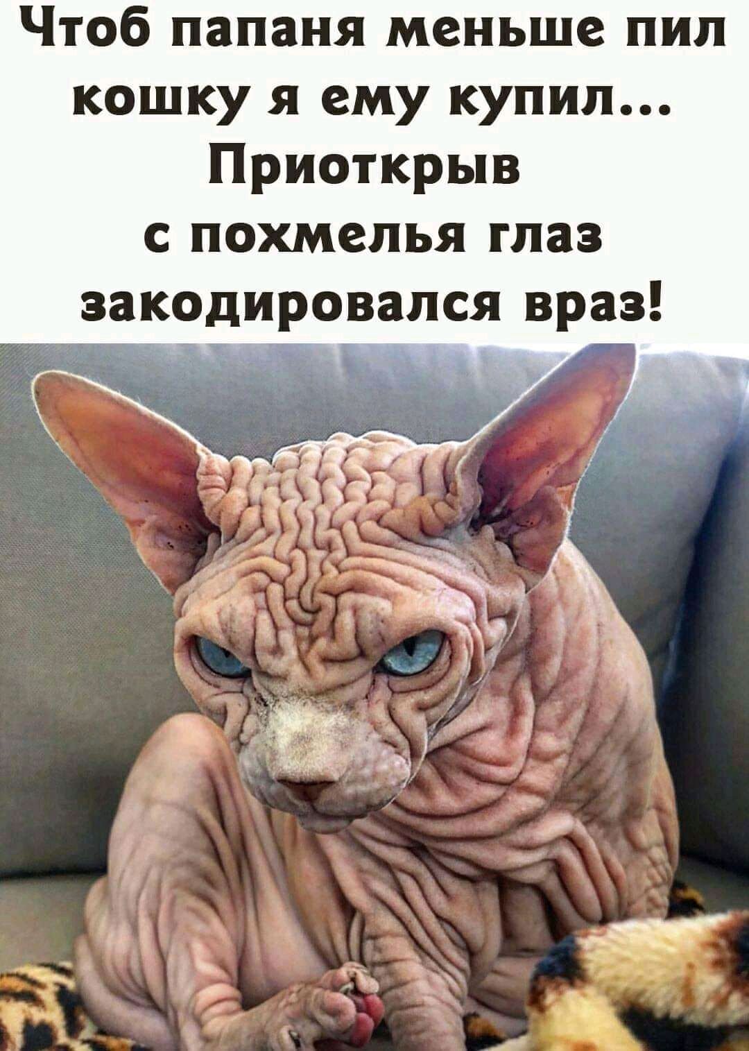 Чтоб папаня меньше пил кошку я ему купил Приоткрыв с похмелья глаз закодировался враз у 4