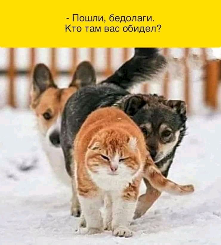 Пошли бедолаги Кто там вас обидел