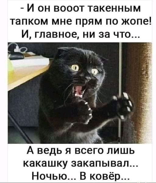 И он вооот такенным тапком мне прям по жопе И главное ни за что А ведь я всего лишь какашку закапывал Ночью В ковёр