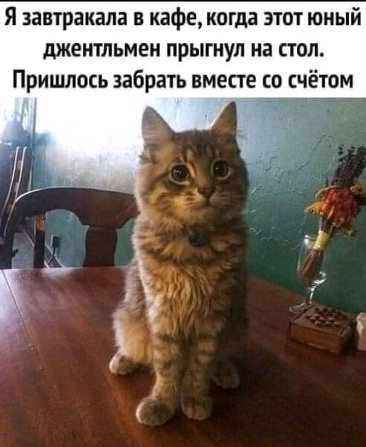 Я завтракала в кафе когда этот юный джентльмен прыгнул на стол Пришлось забрать вместе со счётом