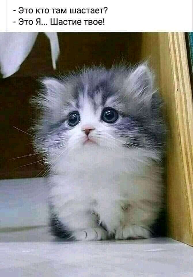 это кто там шастает?  Это я... Шастие твое!