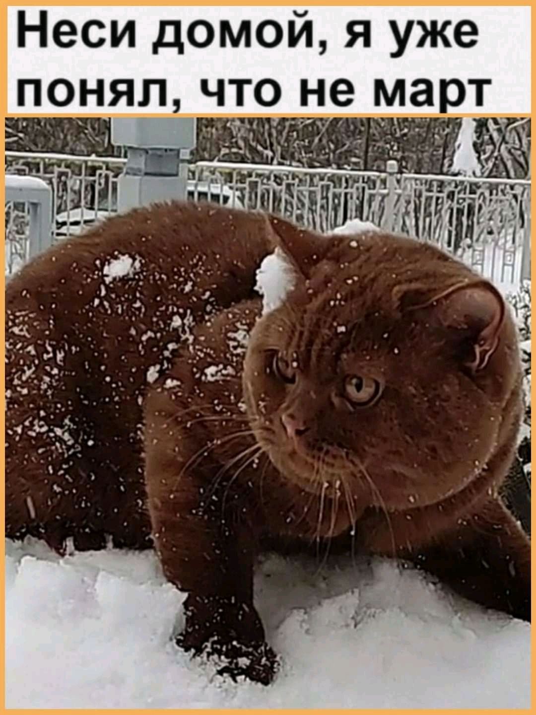 Неси домой я уже и