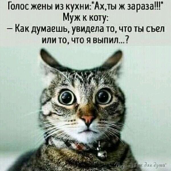 Голос жены из кухниАхлы ж зараза Муж к коту Как думаешь увидела точто ты съел или точто я выпил