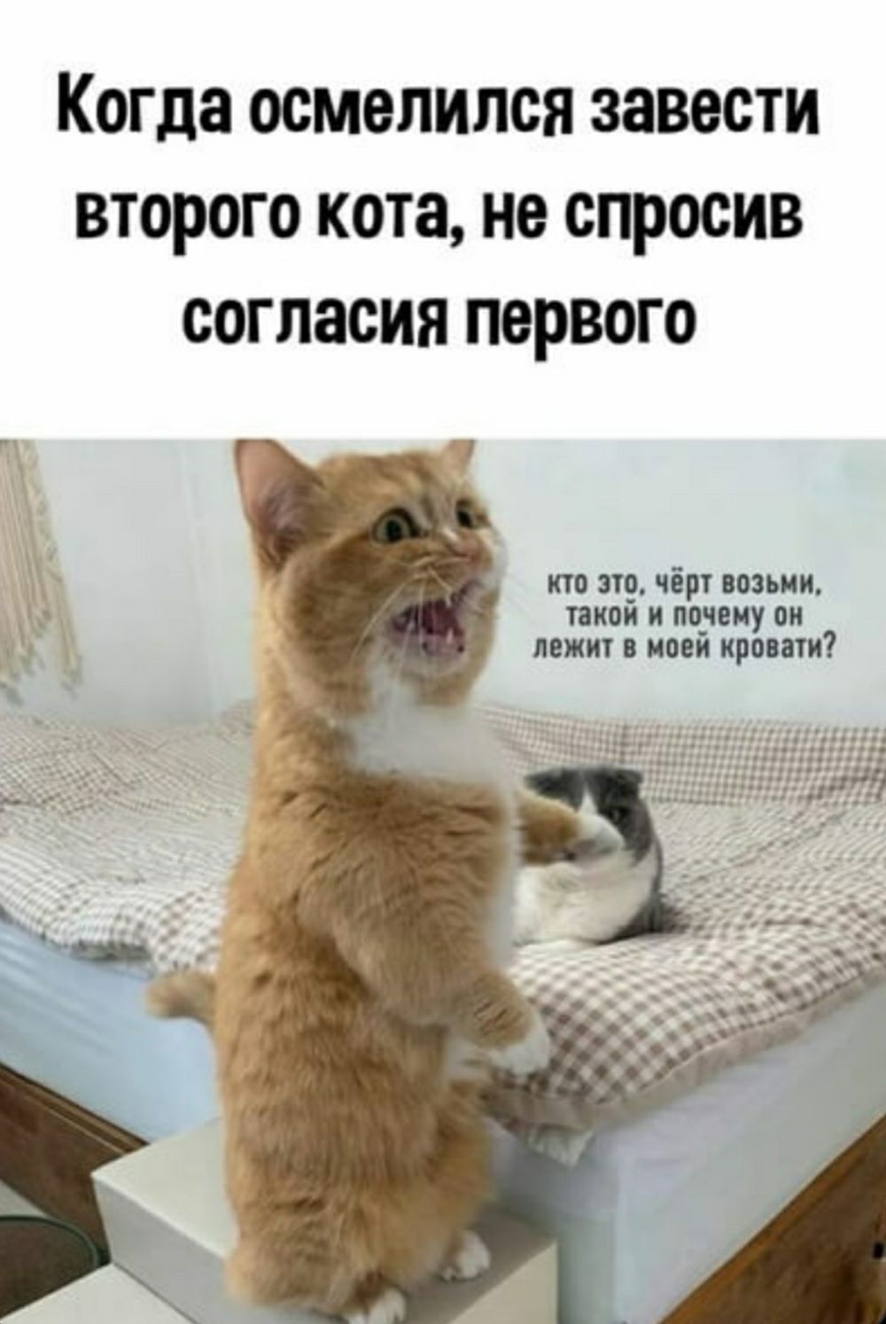 КОГДЗ осмелился завести ВТОРОГО КОТО не ОПРООИВ ООГЛЗОИЯ ПОРВОГО ит м9 чір папин типы и ппупиу ии лежа ими крит