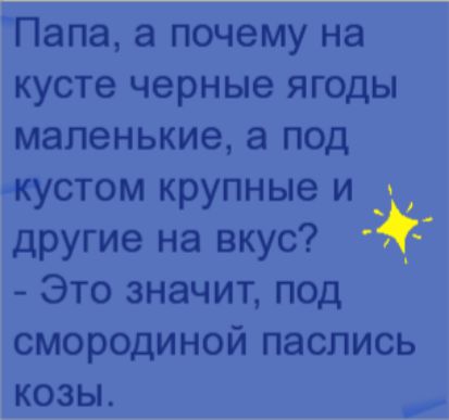 Папа а почему на кусте черные ягоды маленькие а под кустом крупные и _ другие на вкус Это значит под смородиной паслись козы
