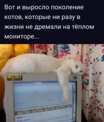 ВОТ И ВЫРОСЛО поколение КОТОВ которые НИ разу В ЖИЗНИ не дремали на ТёПЛОМ мониторе Ы