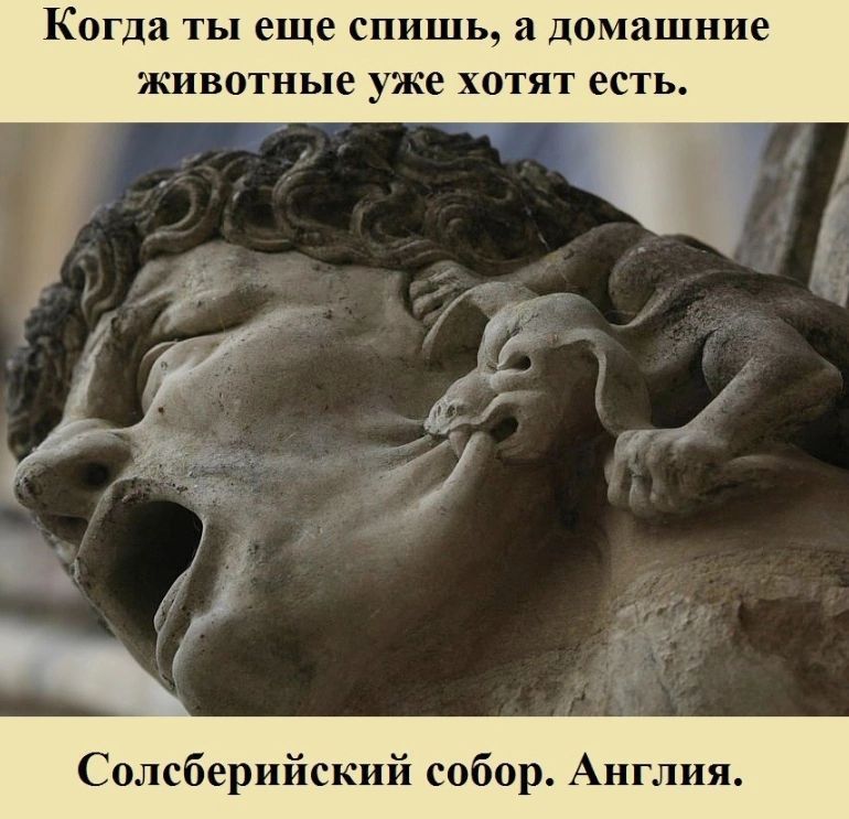 Когда ты еще спишь а домашние животные уже ХОТЯТ ЕСТЬ Солсберийский собор Англия