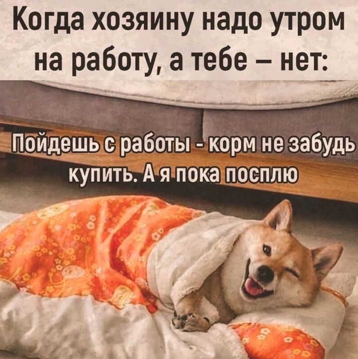 Когда хозяину надо утром на работу а тебе нет__