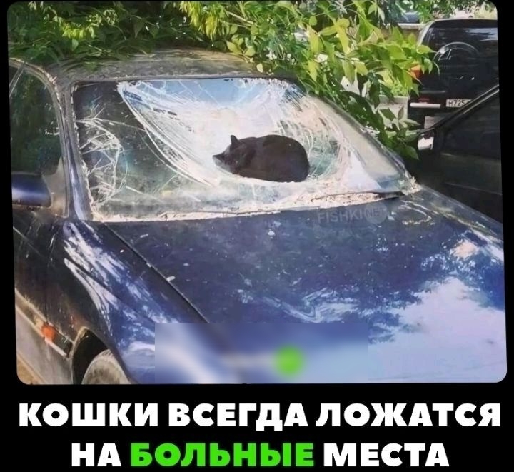 КОШКИ ВСЕГДА ПОЖАТСЯ НА МЕСТА