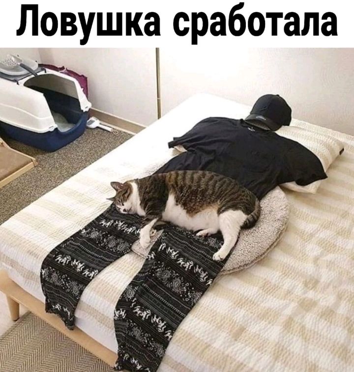 Ловушка сработала