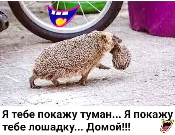 Я тебе покажу туман Я покажу тебе лошадку домой