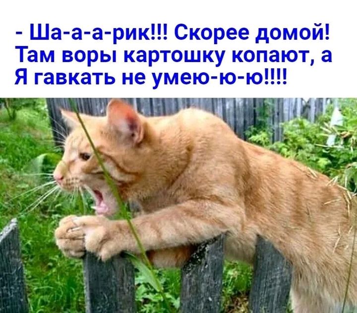 ошку копают