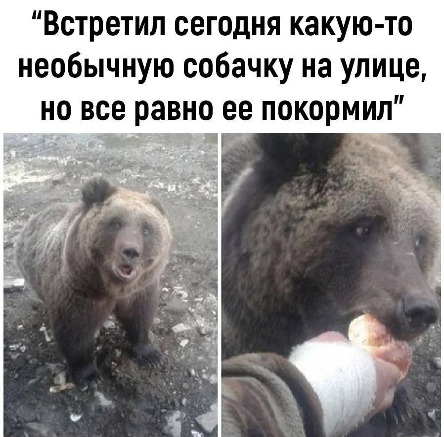 Встретил сегодня какую то необычную собачку на улице но все равно ее покормил