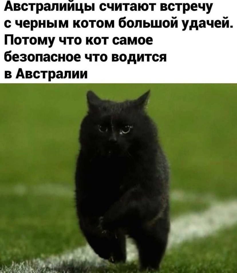 Австралиицы считают встречу с черным котом большой удачей Потому что кот самое безопасное что водится в Австралии