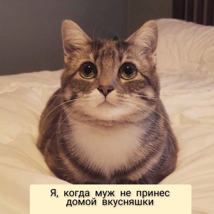 Я когда муж не принес дОМОИ ЕКуСНЙШКИ