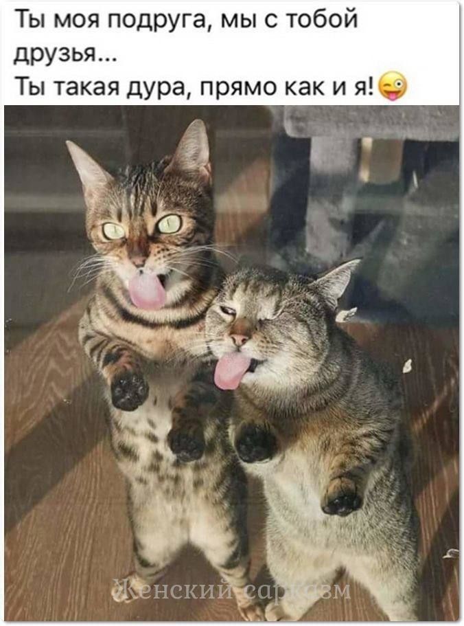 Ты моя подруга мы с тобой друзья Ты такая дура прямо как и те