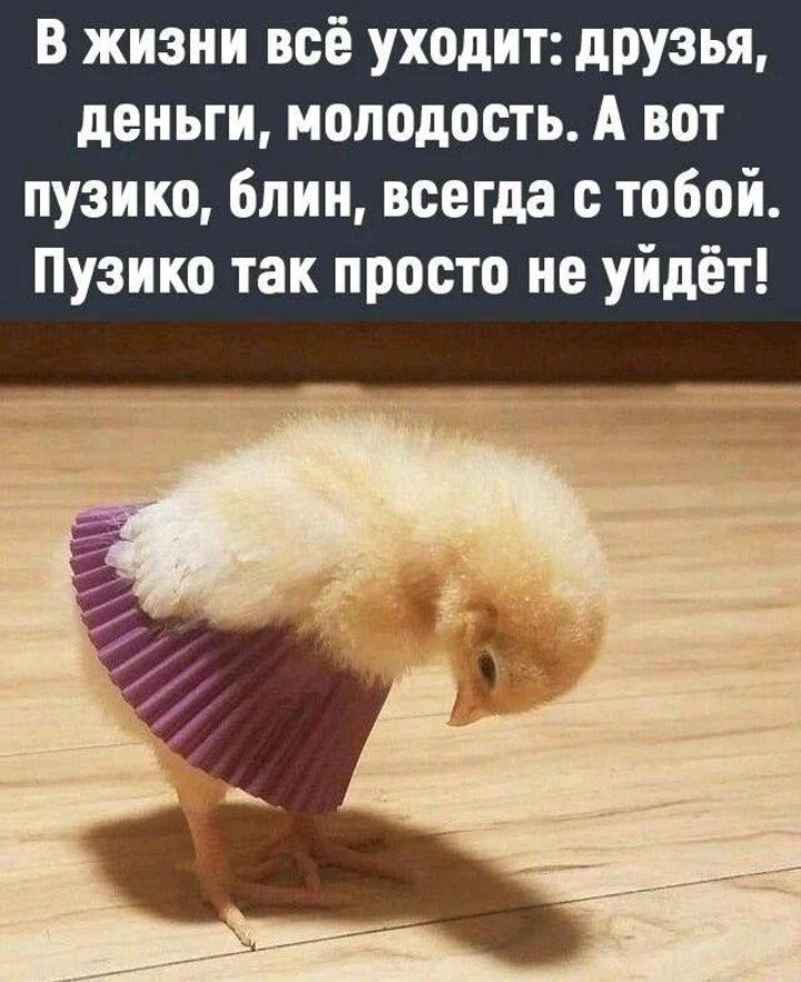 в жизни всё уходит друзья деньги молодость А вот пузико блин всегда с тобой Пузики так просто не уйдёт