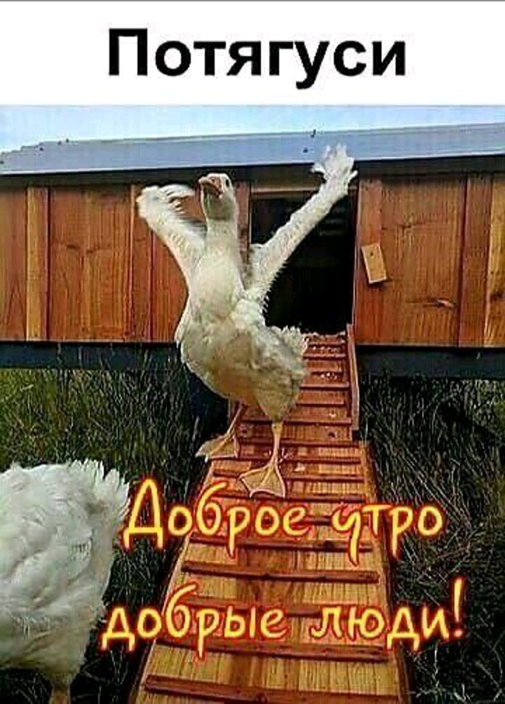 Потягуси