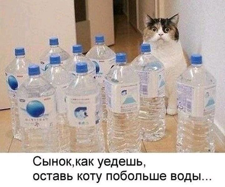 Сыноккак уедешь оставь коту побольше воды