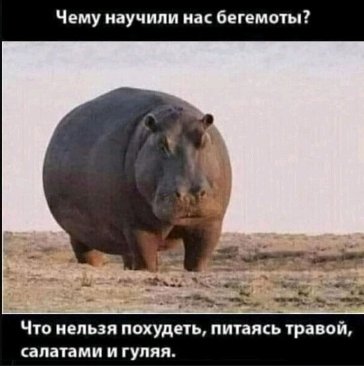 Чему научили иас бегемоты ЧП НЕЛЬЗЯ ПОХУДЕТЬ ПИТЗПЕЬ ТРЗВОЙ сапатами И гуляя