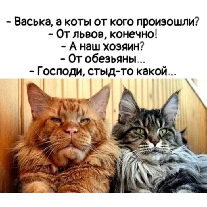 Васька а коты от кого произошли От львов конечно А наш хоэмн От обезьяны Господи стыдто какой