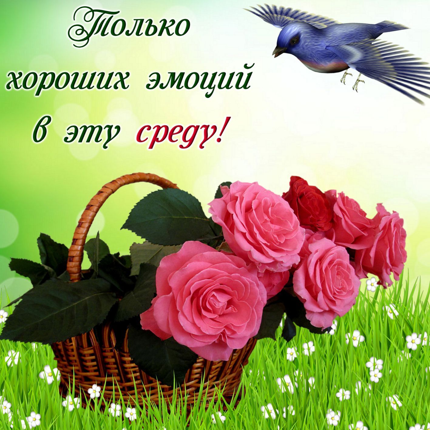 ольха хороших эмоций 6 эту среду