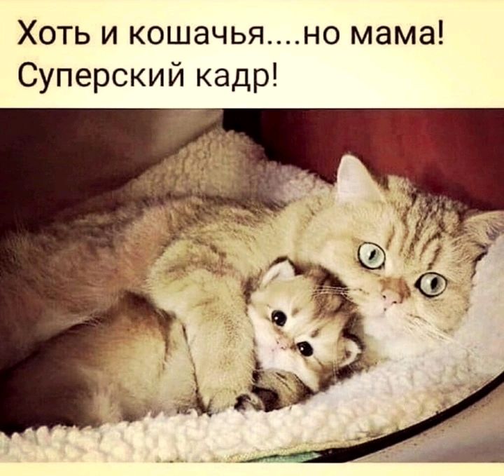 Хоть и кошачьяно мама Суперский кадр