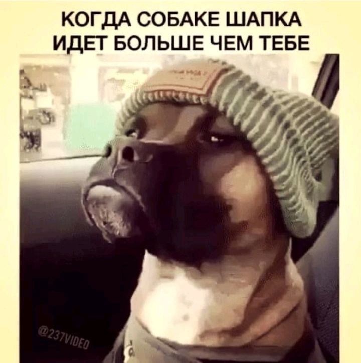 КОГДА СОБАКЕ ШАПКА ИДЕТ БОЛЬШЕ ЧЕМ ТЕБЕ
