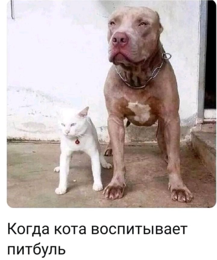 Когда кота воспитывает питбуль