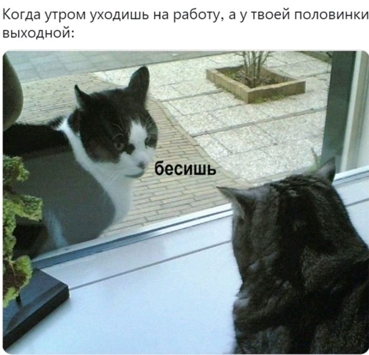 Когда ушам уходишь на рабо а у твоей половинки выходной