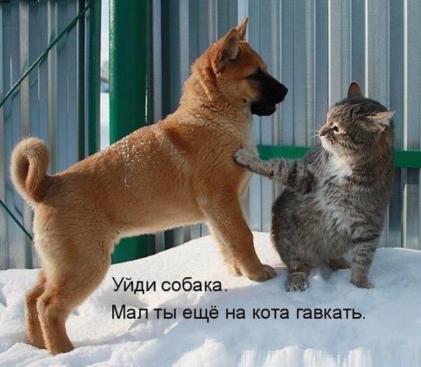 Уйди собака Мап ты ещё на кота гавкать