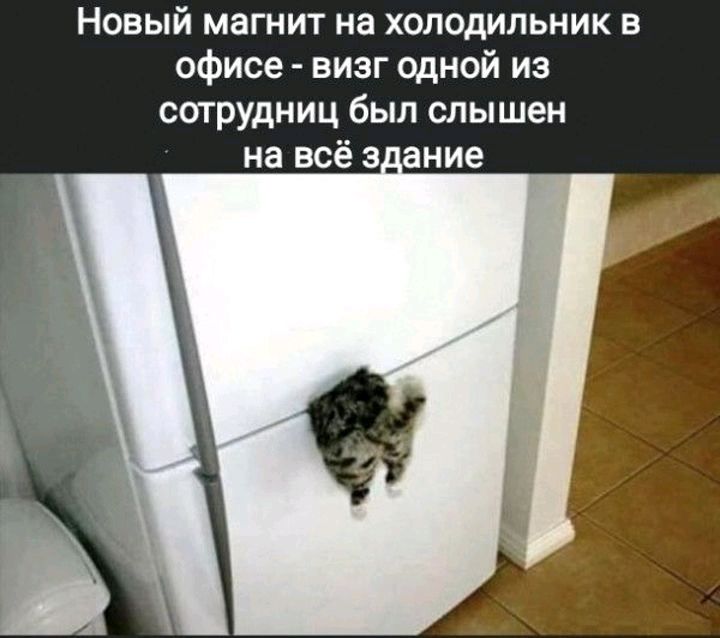 Новый магнит на холодильник в офисе визг одной из сотрудниц был слышен на всё а_ание